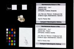 Foto (Objekt + Etikett) von Isopoda indet.  (NHMW-GEO-1990-0041-2631)